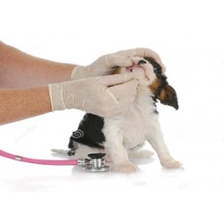 Choosing The Right Vet to Care For Your Pets